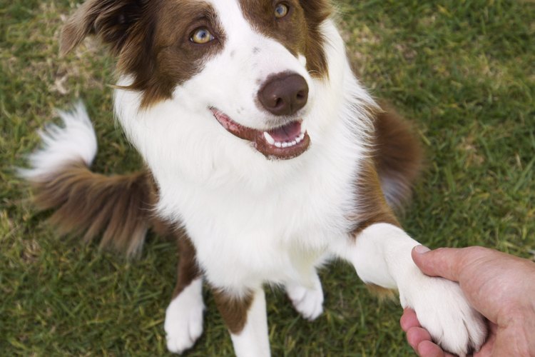 Entrena a tu border collie para que aprenda a saludar con las patas.