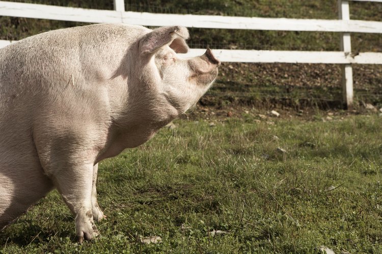 El cerdo asado al hoyo tiene un sabor muy fino.