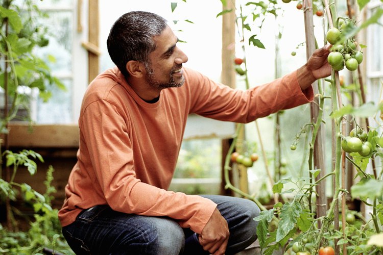 Controla a tus pantas de tomates periódicamente para descubrir la enfermedad temprano.