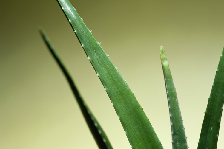 Los aloes pueden contraer muchas enfermedades.