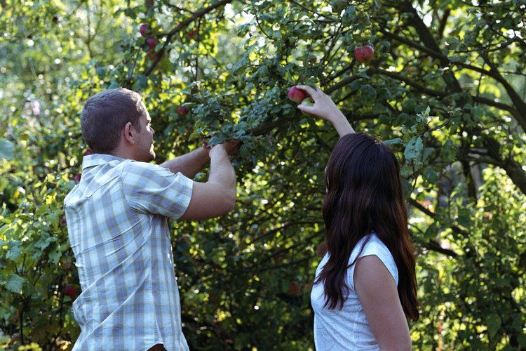 La mayoría de las manzanas son recogidas a mano, lo que es más fácil con las plantas más cortas.