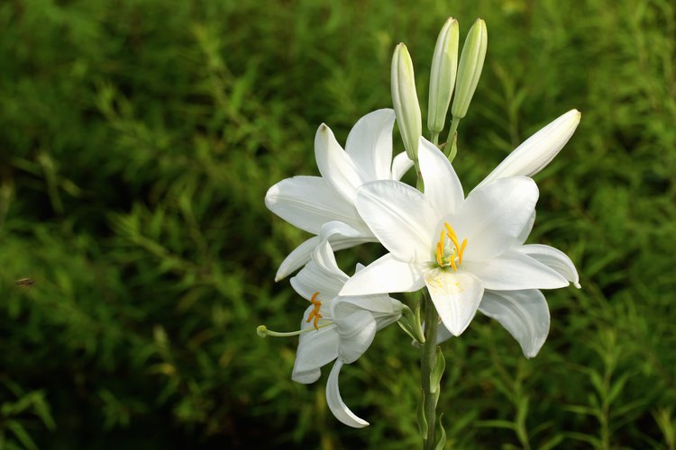 El lirio blanco es una flor de seis pétalos con seis estambres.