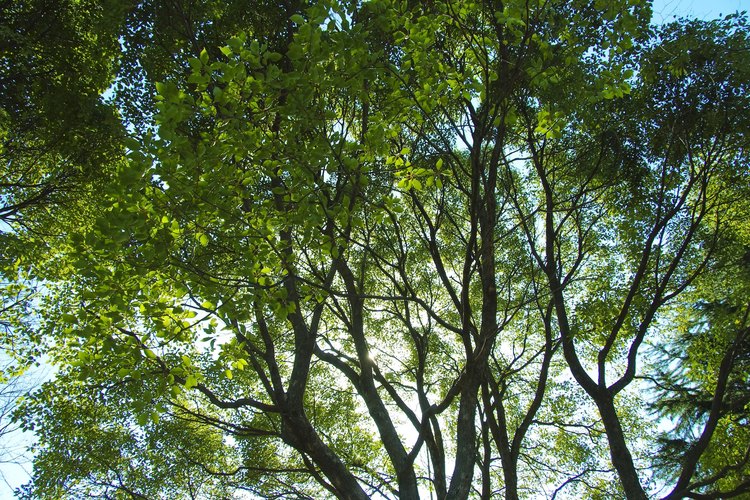 Las plantas realizan fotosíntesis y respiración celular para crear, almacenar y usar energía.