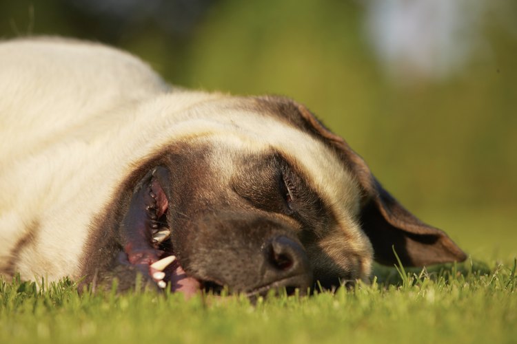 Los perros a menudo lloran dormidos.