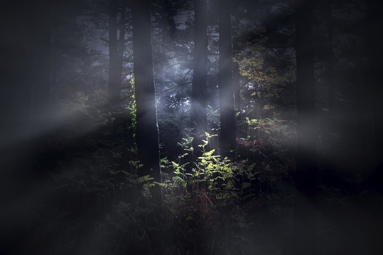 Una amplia variedad de sucesos paranormales han sido reportados en Sweet Briar.