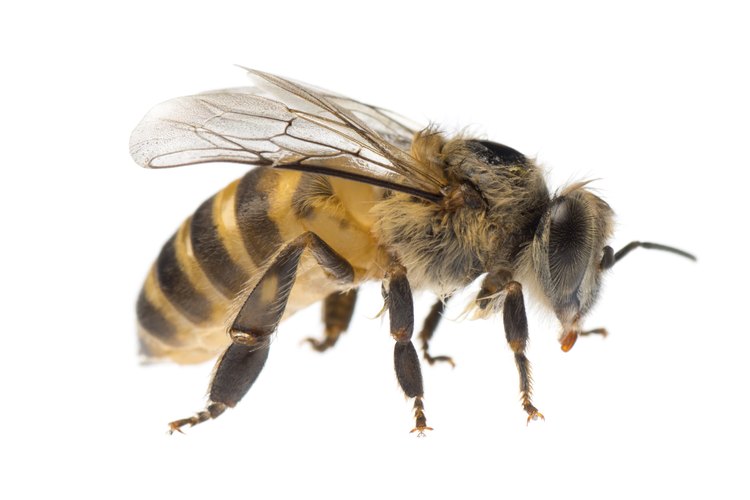 Construye tu propio ahumador para abejas.