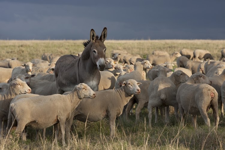 Un burro en medio de un rebaño en Sudáfrica.
