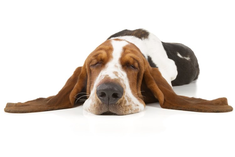 Los perros con orejas colgantes son más propensos a desarrollar infecciones en el oído.