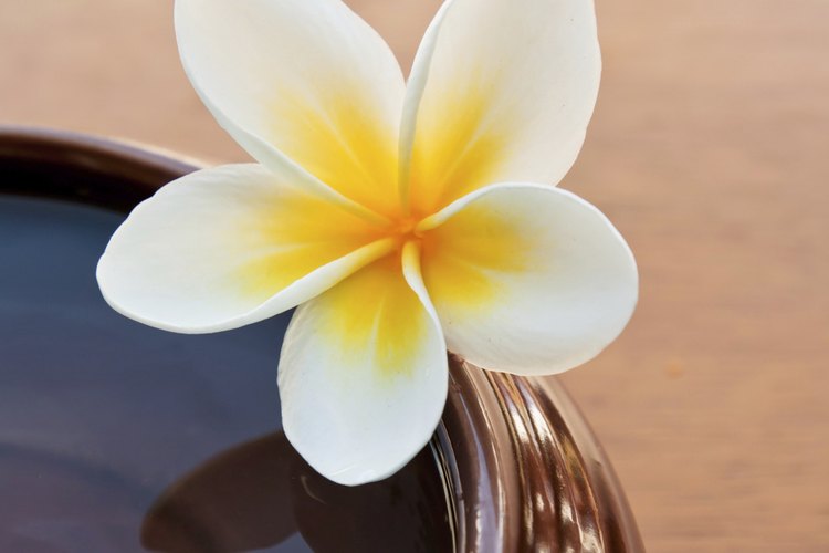 Un frangipani.