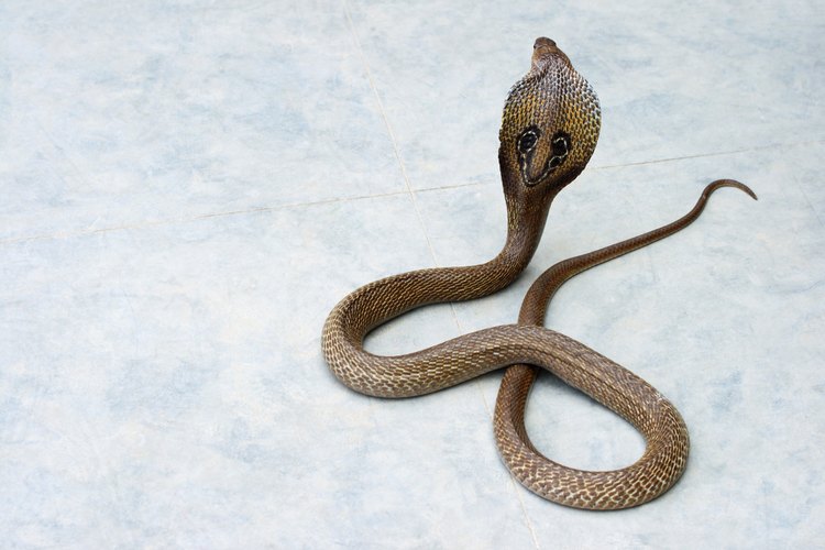 La cobra real es la más grande de las serpientes venenosas terrestres.