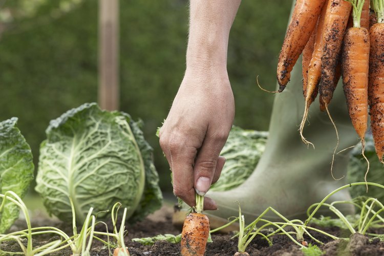 La mayoría de zanahorias cultivadas son anaranjadas, pero también hay variedades blancas y amarillas.