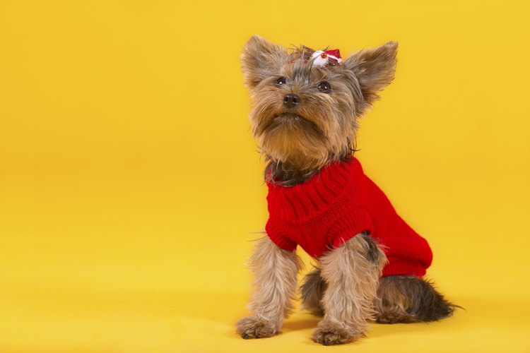 Small dogs appreciate warm clothing in the winter.