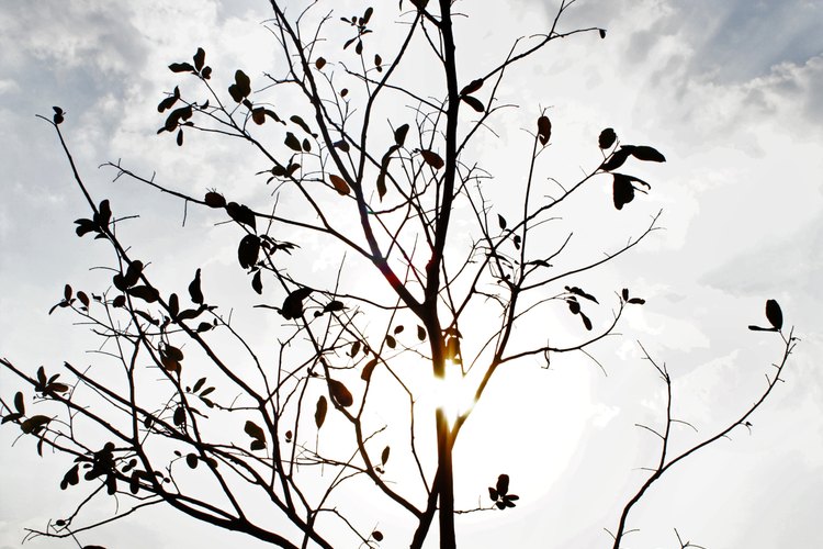 Una imagen del otoño.
