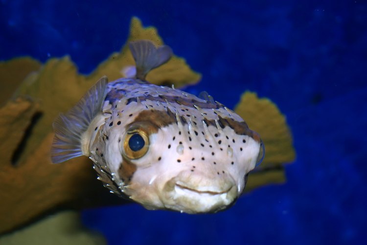 Los peces globo varían en tamaño.
