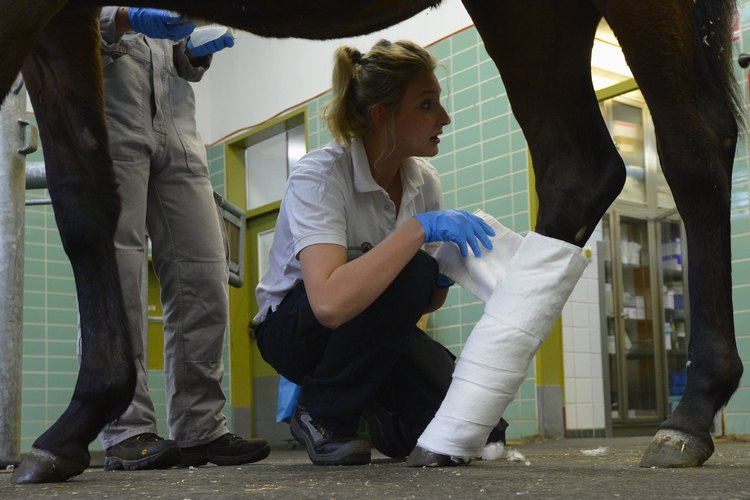 Un caballo con cualquier tipo de lesión requiere de atención veterinaria.