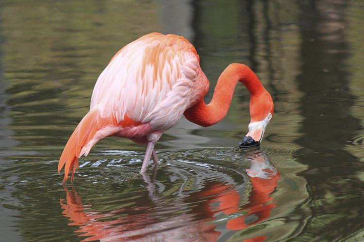 Flamingo bebiendo agua