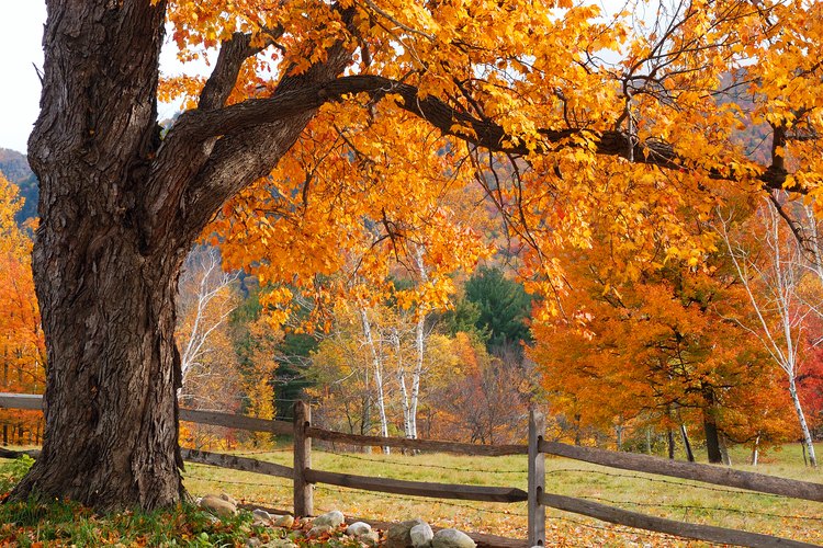 La gloria del arce de azúcar en otoño.