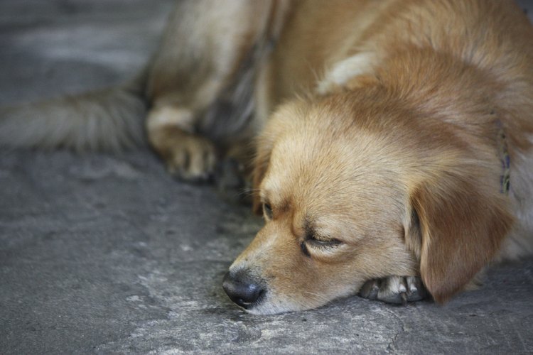 El letargo es un síntoma de soplo cardiaco en perros.