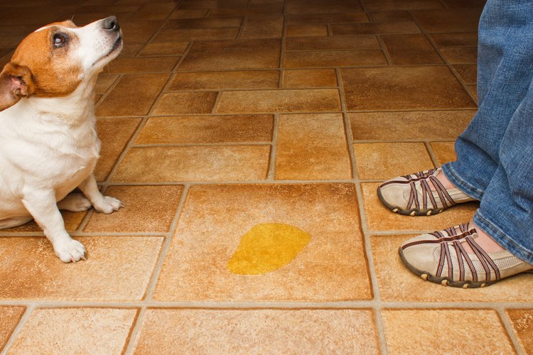 Adiestra a tu perro para que vaya al baño donde tu desees.