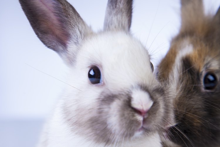 Si se crían como se debe, los conejos pueden ser mascotas longevas y amistosas.