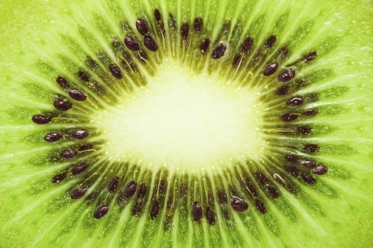 Las parras de kiwi crecen vigorosamente y si las mantienes podadas, te recompensarán con grandes cosechas de fruta.