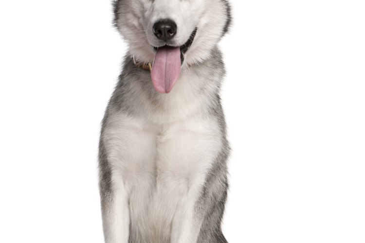 Los huskies siberianos son perros hermosos, inteligentes y dominantes.