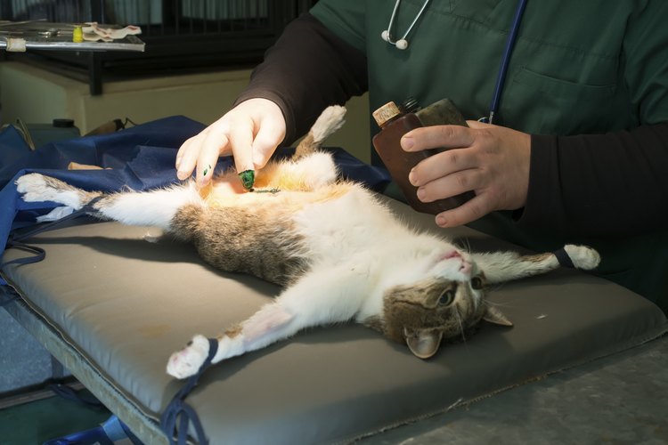 Ayuda a morir a tu gato.