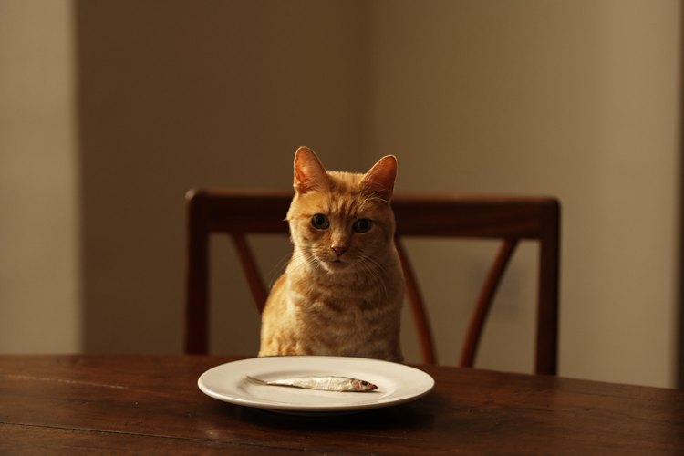 Crea un dispensador de comida para tus gatos usando elementos de tu casa.