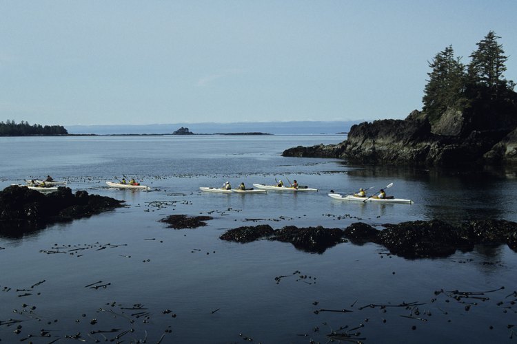 Los tours en kayak están disponibles dentro y en los alrededores de Victoria, Canadá.