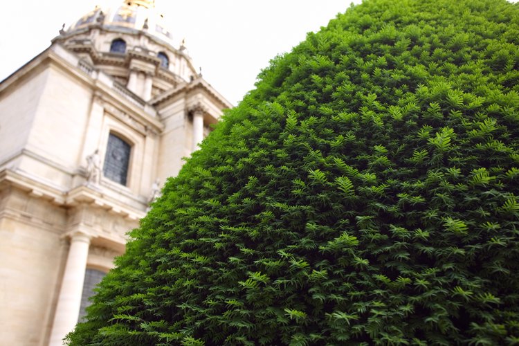 La poda de Ligustrum requiere mantenimiento regular