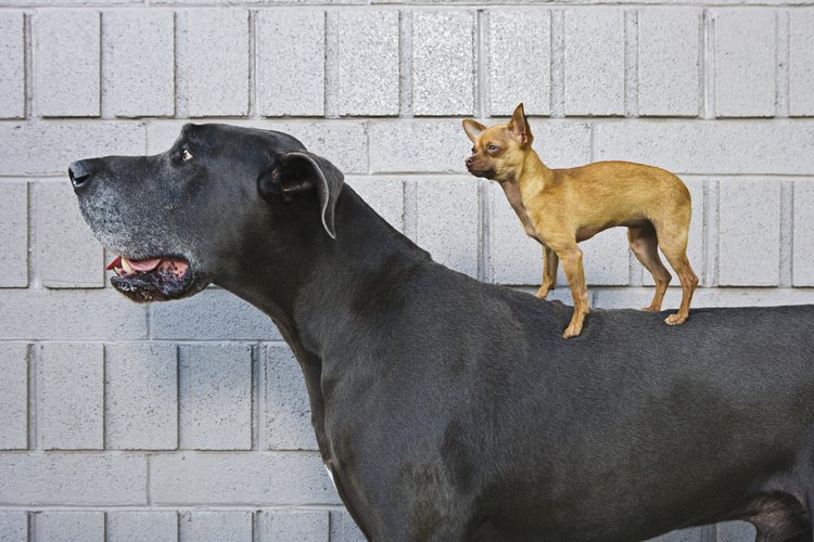 Vacuna a tu perro.