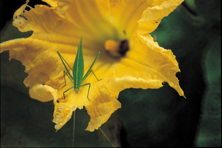 Las floraciones de calabaza invitarán a una gran cantidad de insectos a ayudar en la polinización.