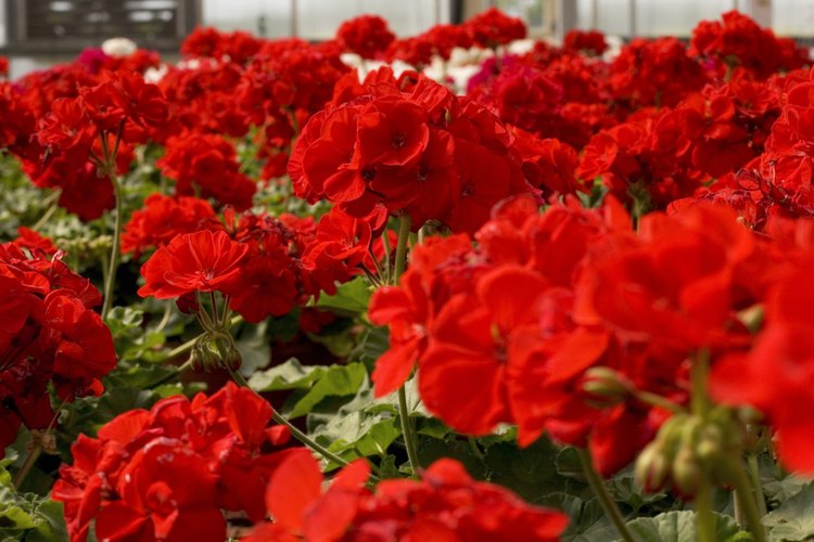 Los pelargonios son llamados a menudo geranios.