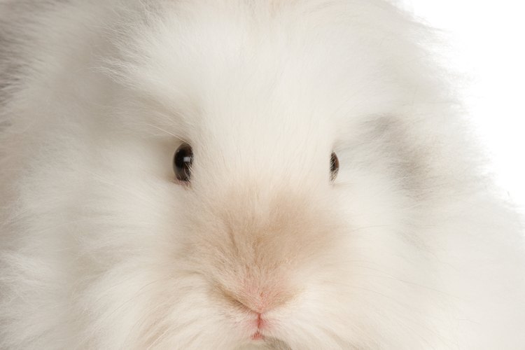 De acuerdo a las reglamentaciones de la Comisión Federal de Comercio (FTC, según sus siglas en inglés) de EE.UU., a los pulóveres de Angora que se hacen con piel de conejo de Angora se los debe rotular como "Pelo de conejo de Angora".