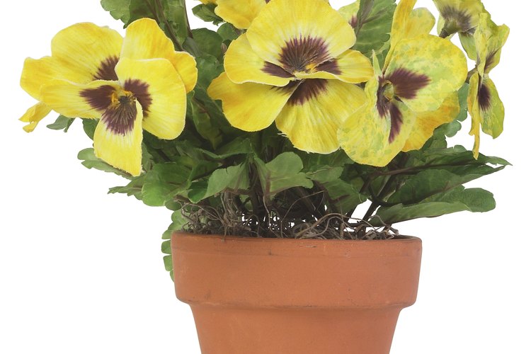 Las plantas deberían estar generalmente en una maceta con un diámetro que sea de un tercio a una mitad de la altura de la planta.
