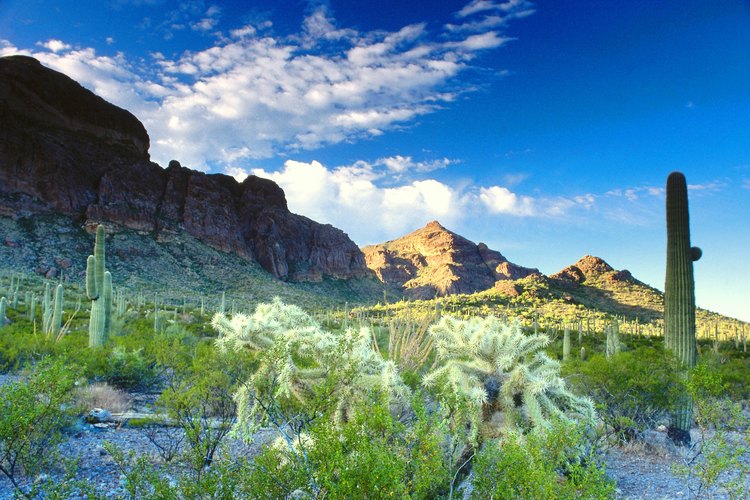 Camina a través del desierto cerca de Fountain Hills.