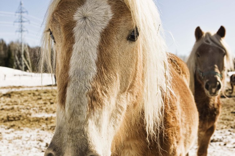 Cómo entrenar a un caballo para bailar.