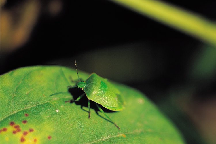 La mayoría de los insectos no causan suficiente daño como para justificar un tratamiento.