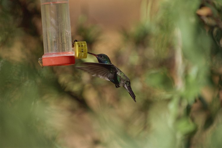 Las disoluciones transparentes son mejores para los comederos de colibríes.