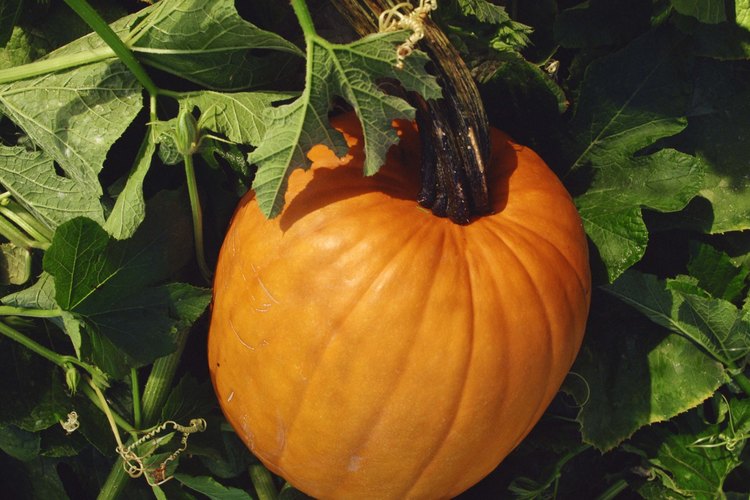 La cáscara de la calabaza se compone de una capa exterior llamada piel y una interior llamada la pulpa.