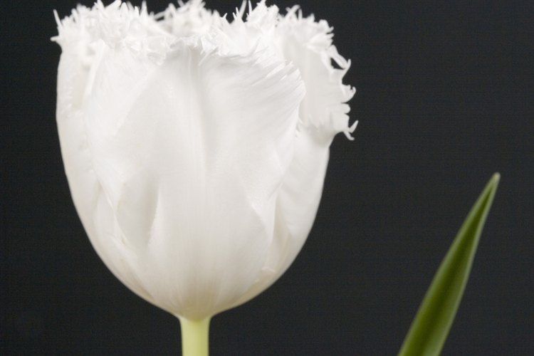 Una delicada flor de tulipán blanco con flecos.