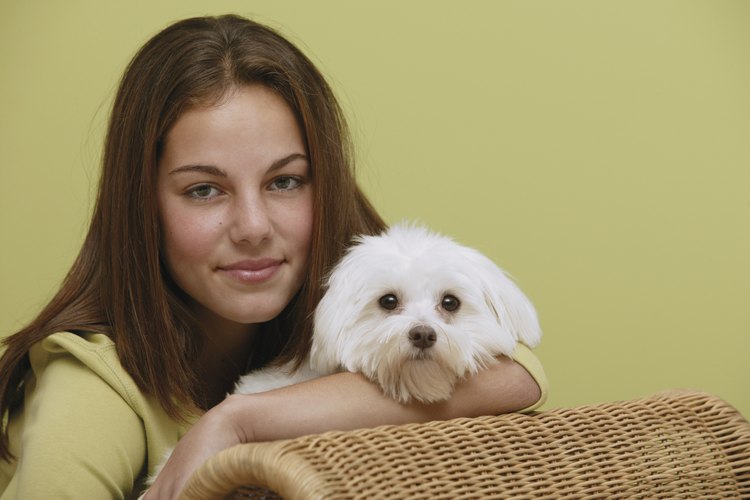 Bichón Frisé con su dueña.