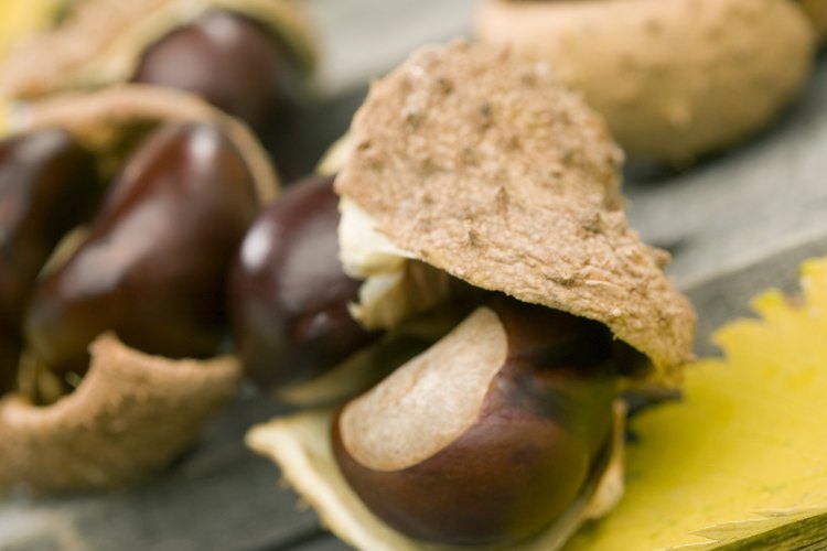 Las semillas de buckeye requieren estratificación.