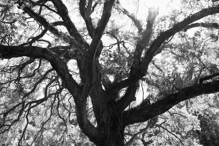 El árbol de la vida funciona como un símbolo de la vitalidad de la ley y tradición judía.
