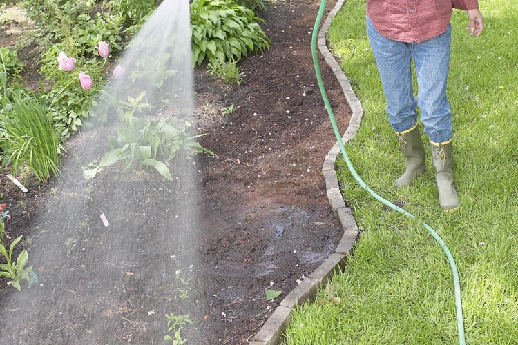 Dando un exceso de agua al aloe puedes provocar desarrollar putrefacción.