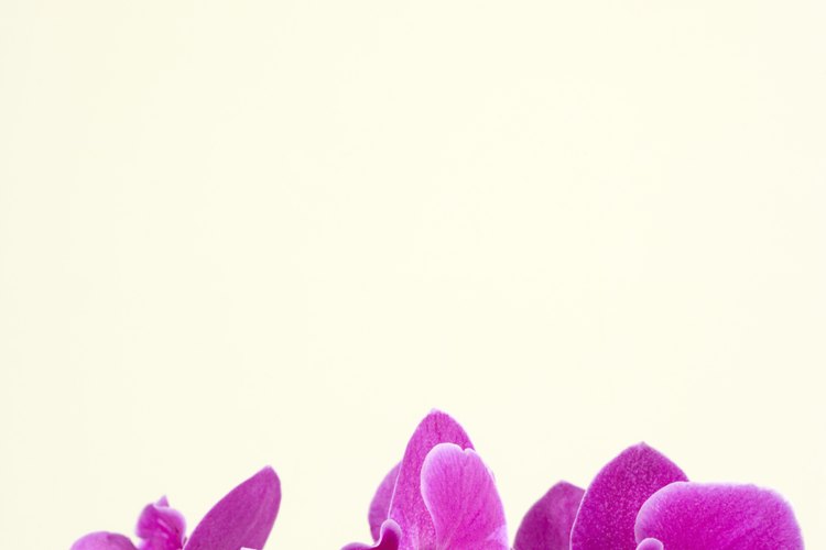 Divide y enraíza una orquídea después de que termine de florecer.