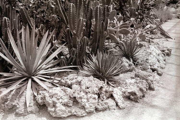 Siembra masiva de cactus y otras plantas suculentas.