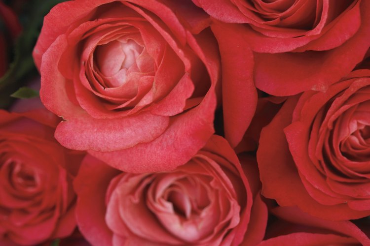 Las rosas son la flor de la pasión, mientras que los rubíes son las gemas del amor.
