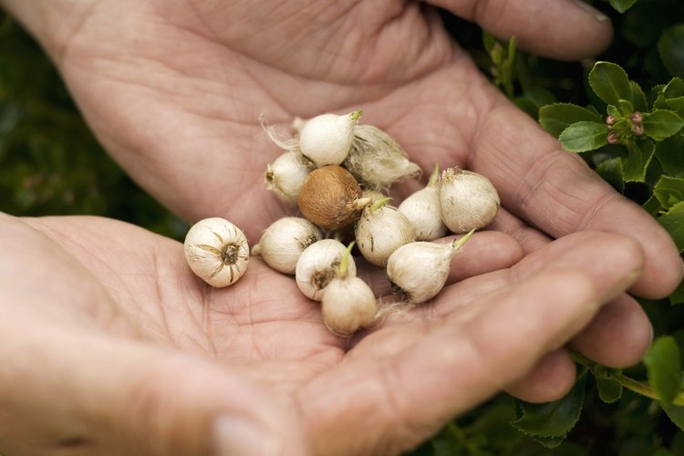 Las cebollas plateadas pueden ser plantadas desde bulbos durante la temporada de verano.