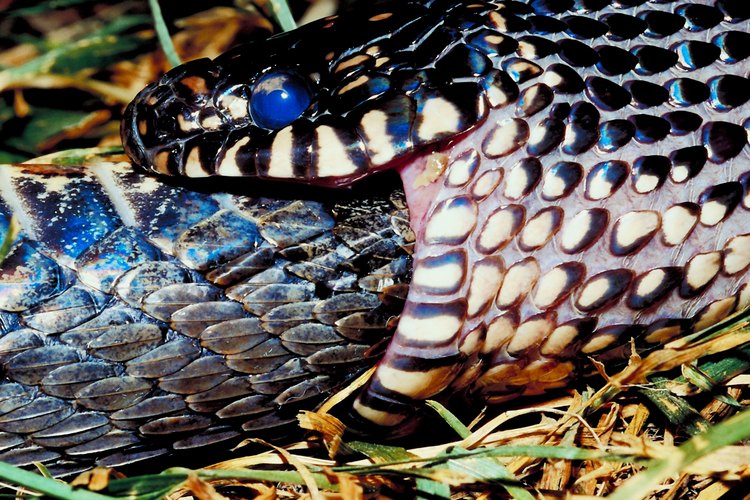 La serpiente rey común es amarilla y negra.